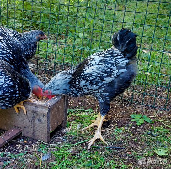 Петух породы виандот серебристый