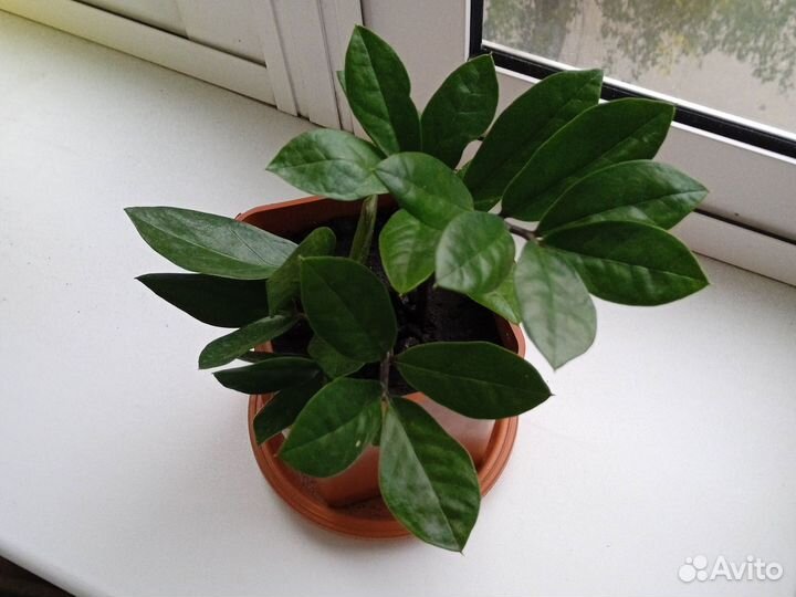 Замиокулькас (Долларовое дерево)