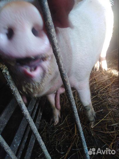 С/х животные