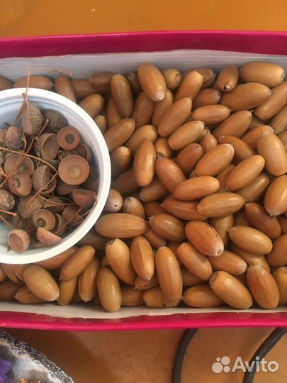 Жёлуди для поделок