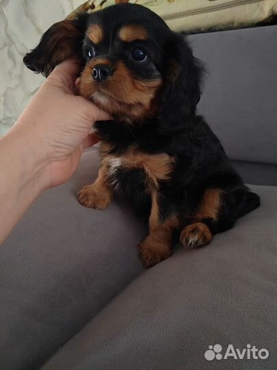 Кавалер-кинг-чарльз-спаниель