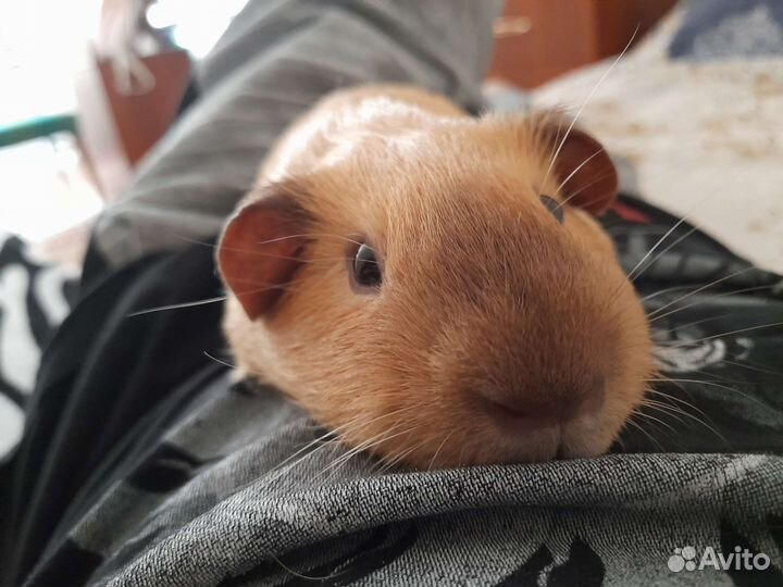 Передержка грызунов