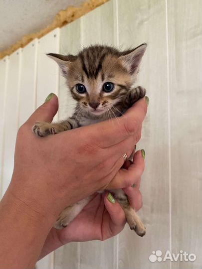 Бенгальские котята