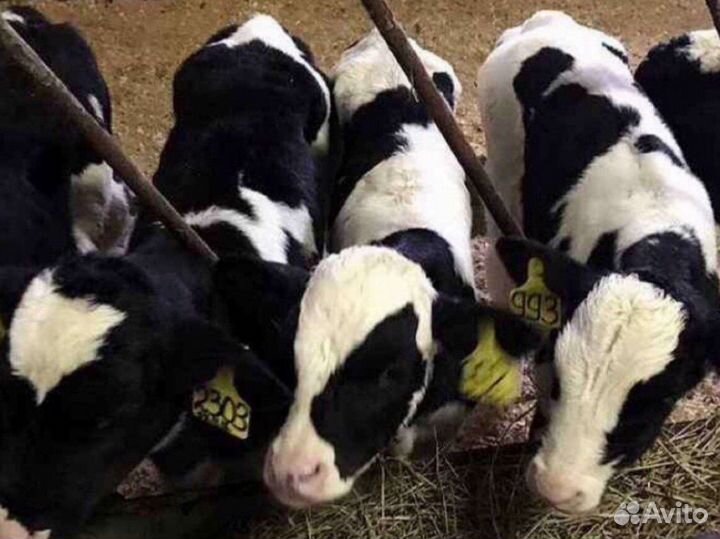 Телята бычки