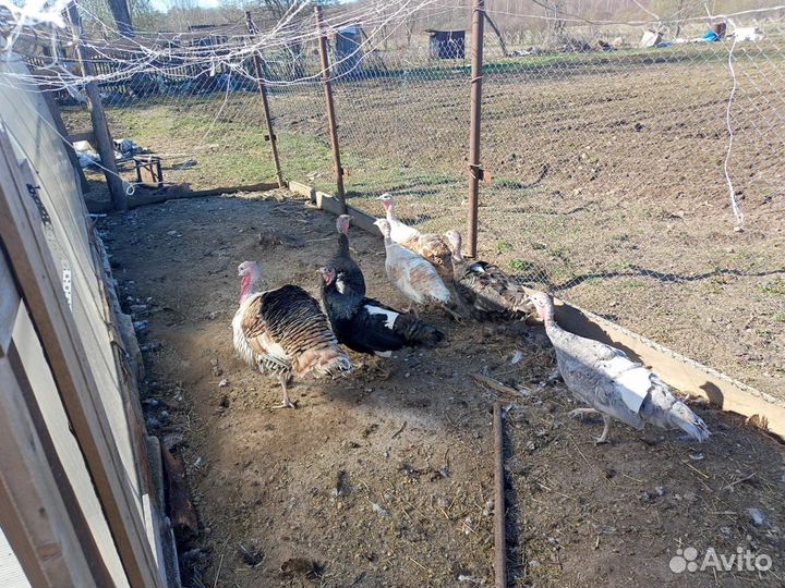 Инкубационное яйцо индейки