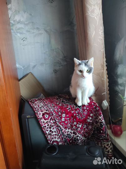 Кошки взрослые самки в хорошие руки