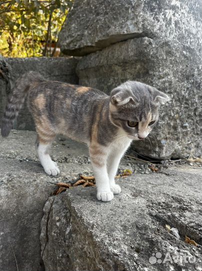Котята в добрые руки даром