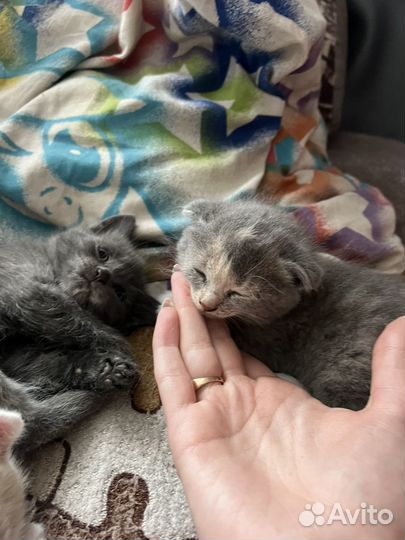 Котенок вислоухий