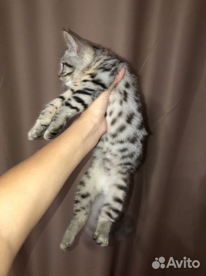 Котенок британский