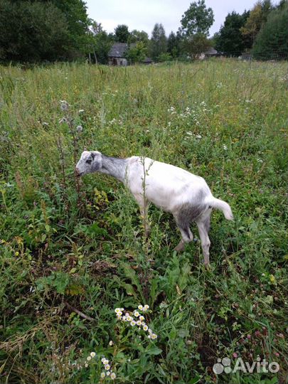 Продаются козочки