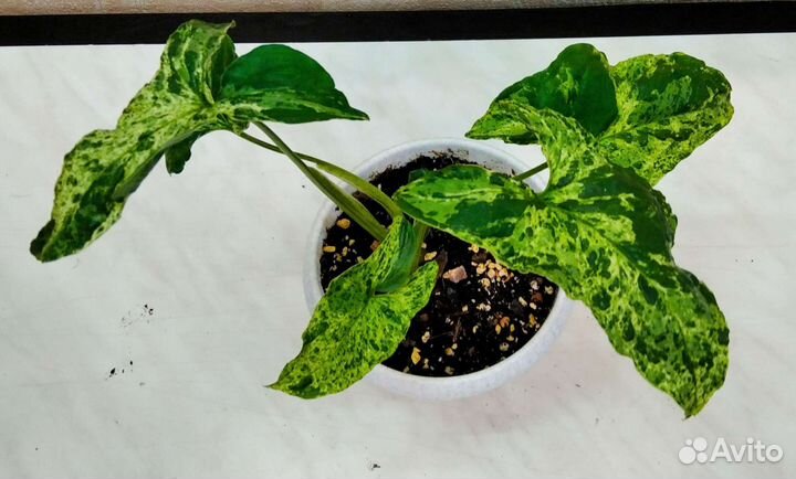 Сингониум моттлед