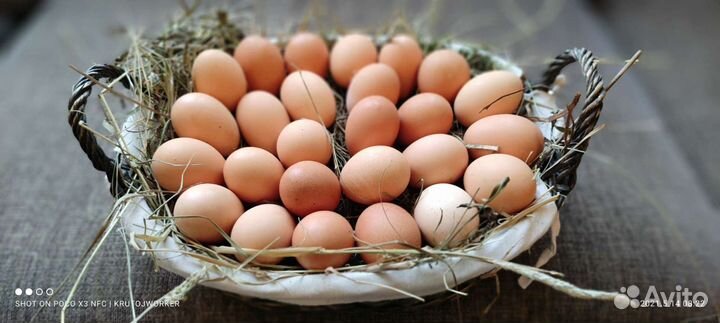 Диетическое яйцо куриное