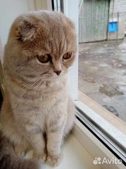 Вязка с шотландским котом