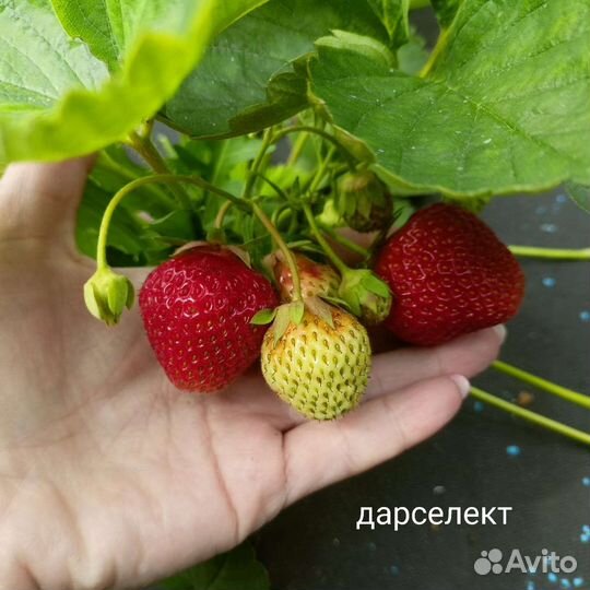 Принимаю заказы на саженцы клубники