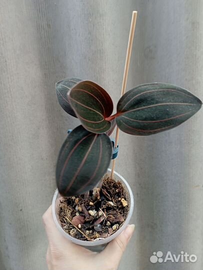 Лудизия (драгоценная орхидея) Традесканция Мурайя