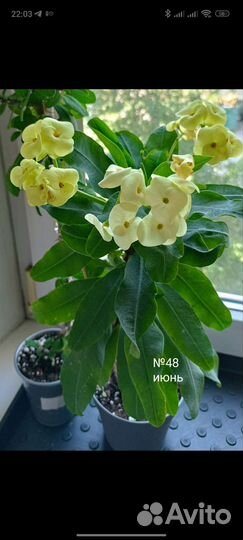 Эуфорбии Миля, молочай, черенки