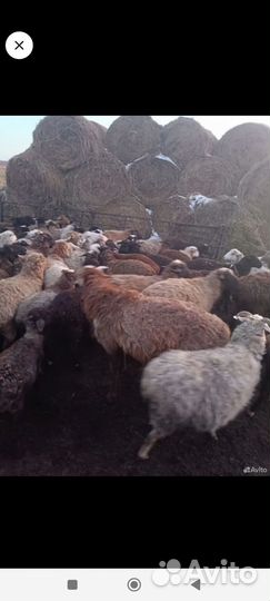 Барана для племени