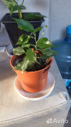 Продам комнатные цветы