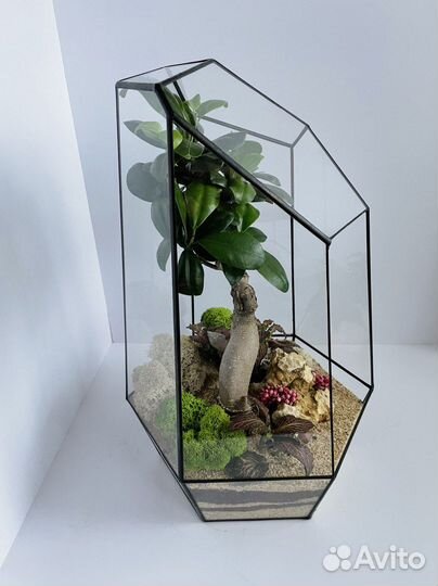 Подарок на день рождения. Флорариум. Бонсай