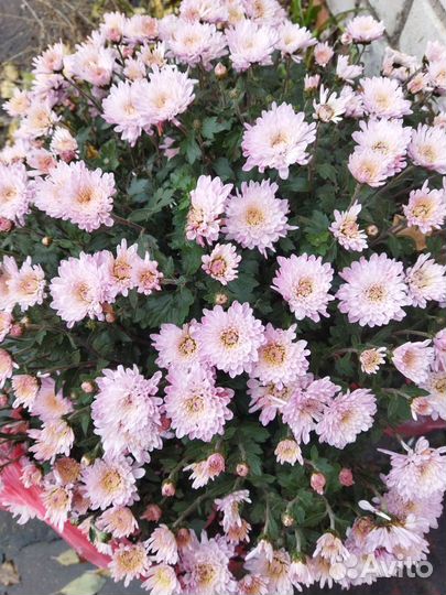 Хризантема мультифлора