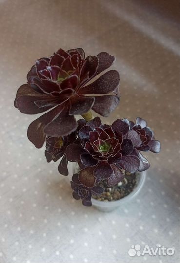 Суккуленты часть 10