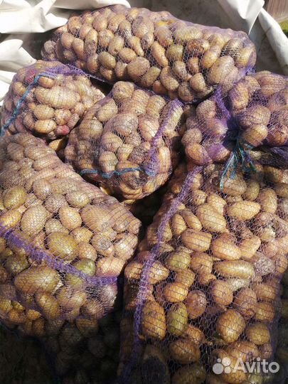 Картофель, морковь