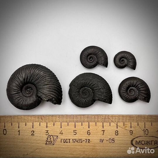 Набор Аммонитов пирит окаменелость ископаемое