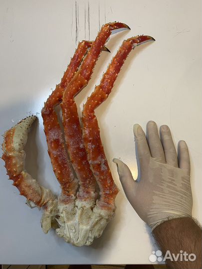 Камчатский краб фаланга очень крупный