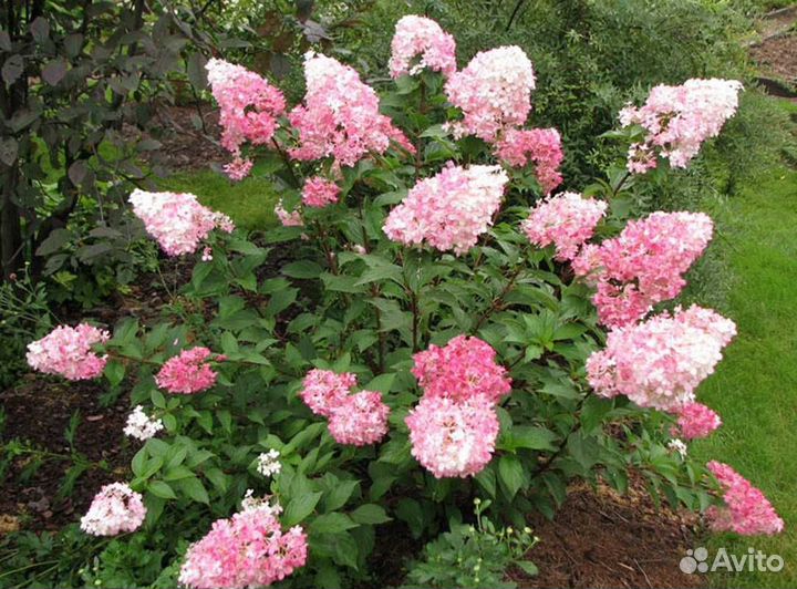 Гортензия метельчатая