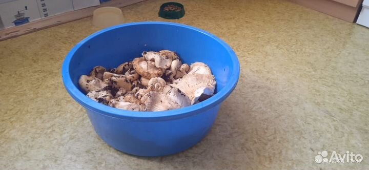 Продам сырые грузди