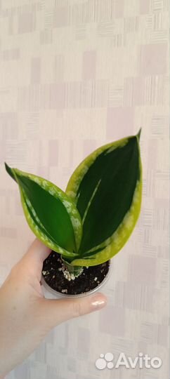 Сансевиерии