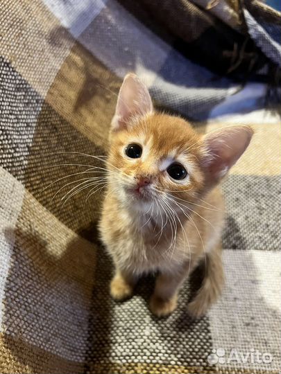 Кошечка в добрые руки