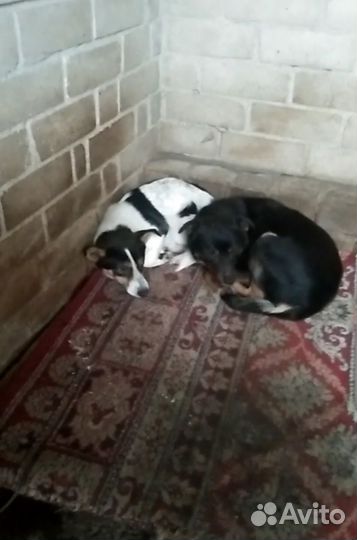 Они все еще ждут