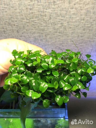 Аквариумные растения