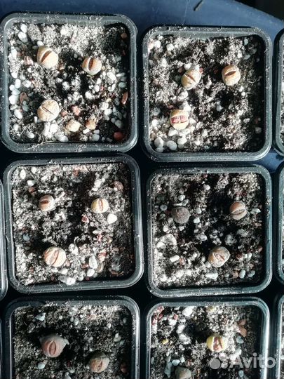 Литопсы (живые камни)