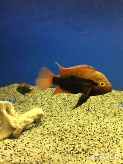 Геротиляпия Мультиспиноза, Хаплохромис василëк