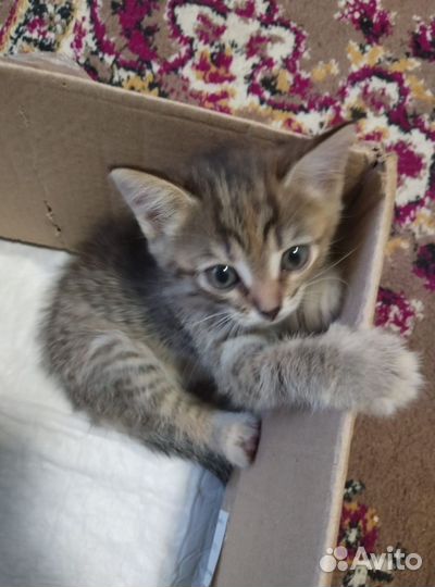 Котёнок маленький