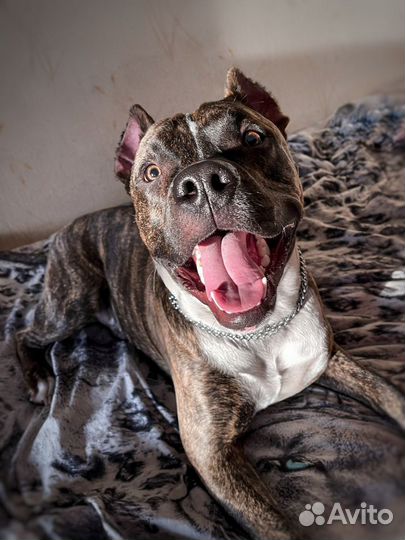 Вязка стаффорд