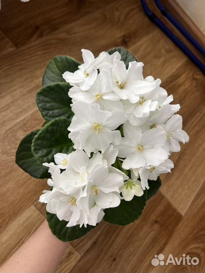 Фиалки сортовые