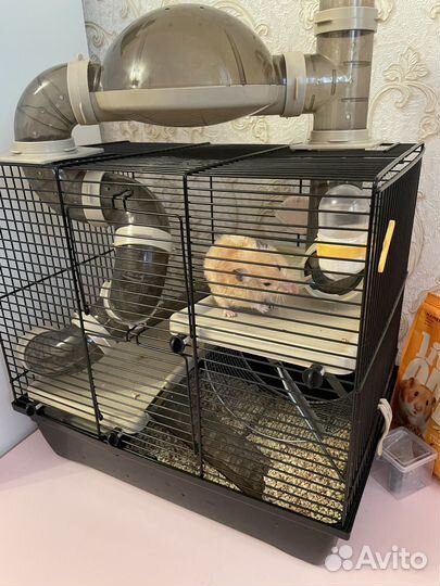 Клетка + сирийский хомяк