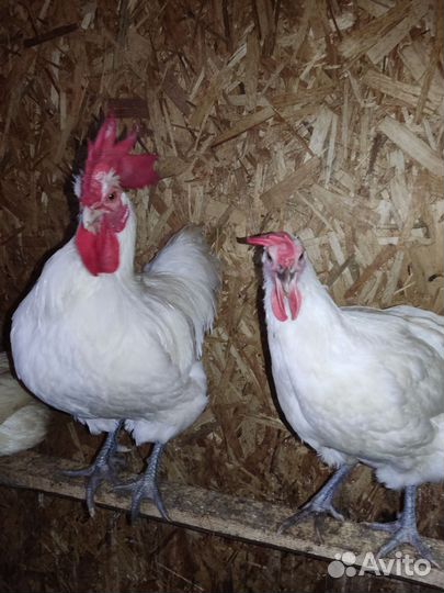 Инкубационное яйцо породистых кур