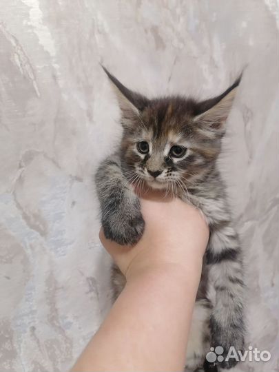 Котята мейн-кун