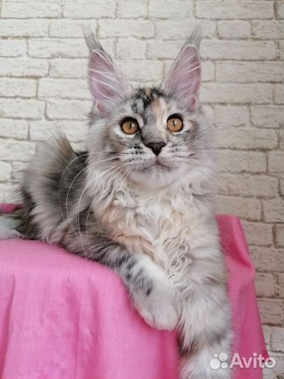 Кошка мейн-кун