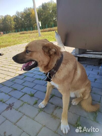 Собака потеряшка