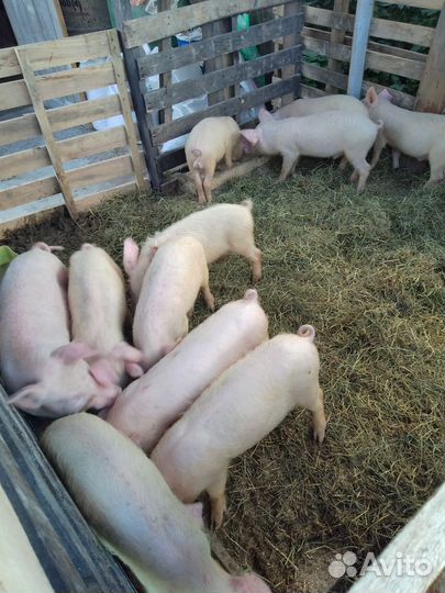 Поросенок ландрас