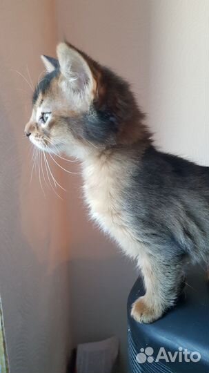 Котенок сомали