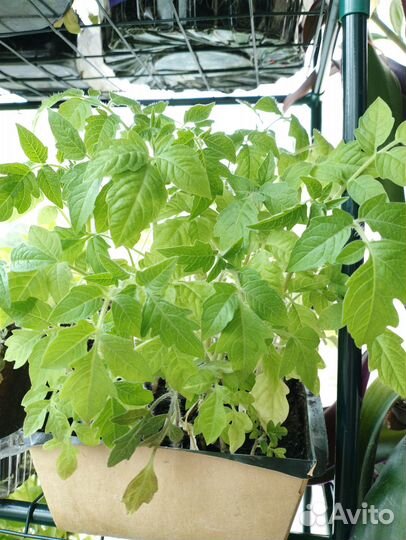 Рассада балконных черри помидор и острого перцев