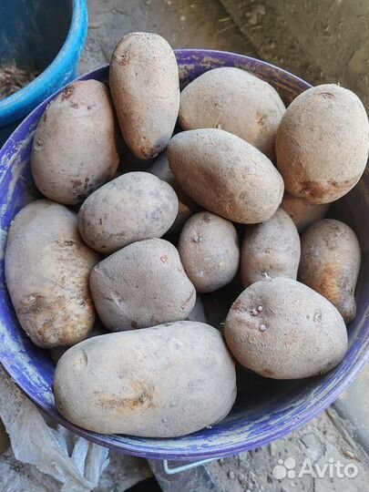 Мелкий картофель