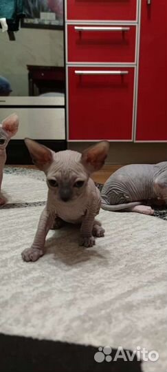 Канадский сфинкс