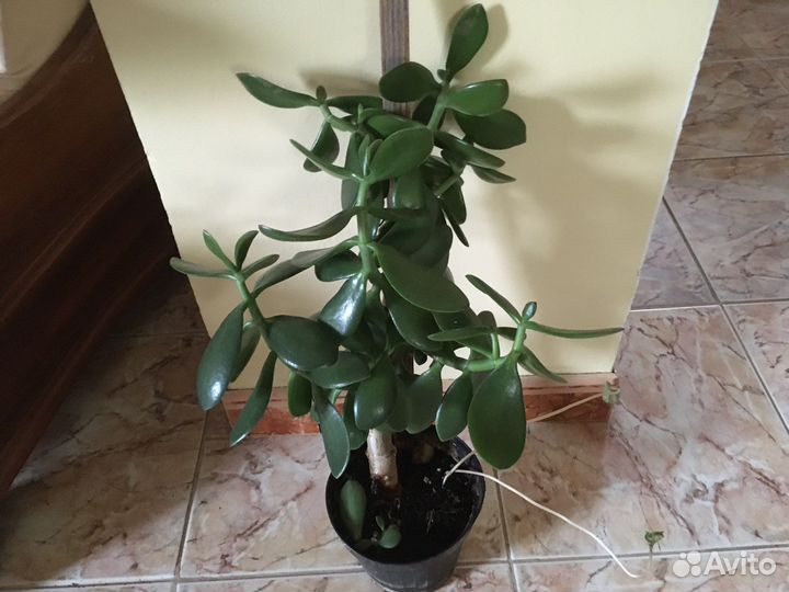 Толстянка(денежное дерево)